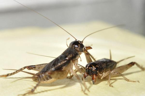 蟋蟀的叫声是很特别的,而它在民间的名字就是"蛐蛐 ",相信有在农村的