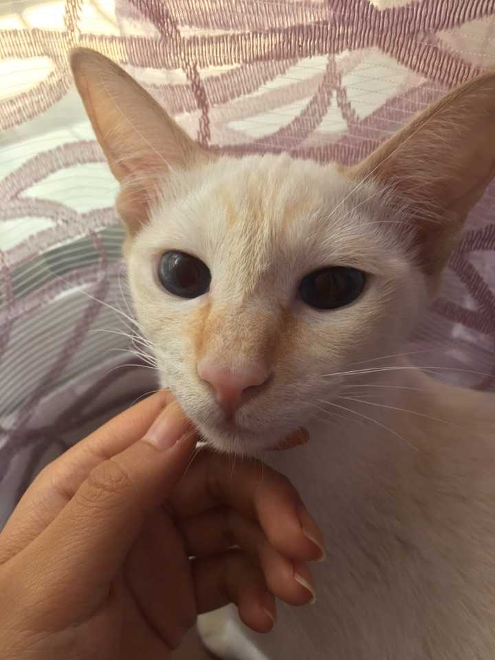 暹罗猫有啥花色呀