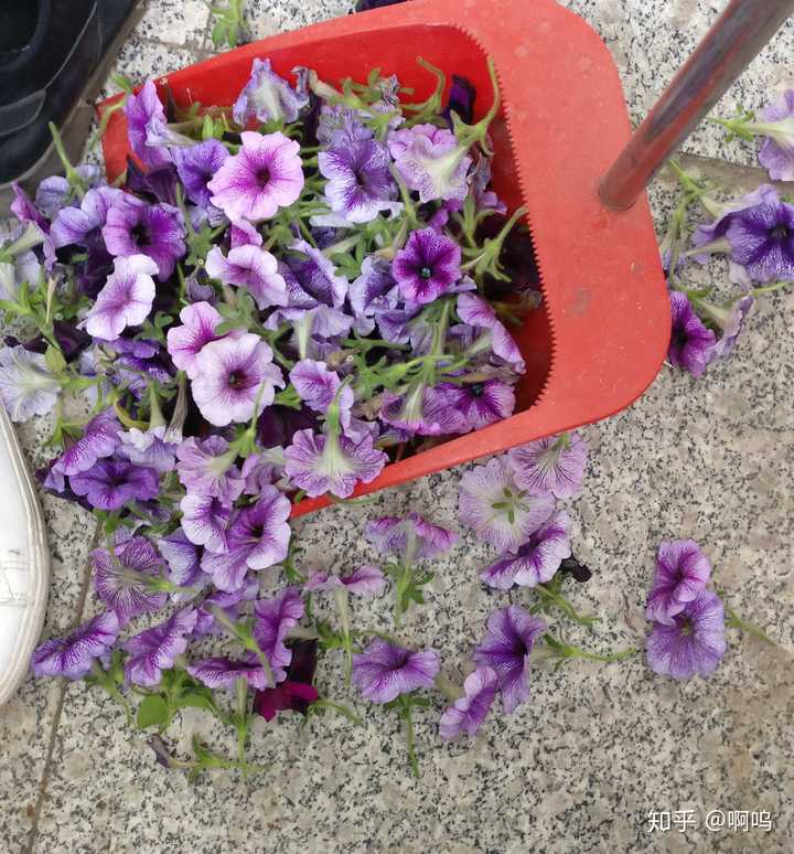 每天出入宿舍时看到这一片花团是不是心都要化了?