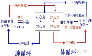 氧在组织细胞周围的毛细血管与红细胞分离进入组织细胞参与呼吸作用