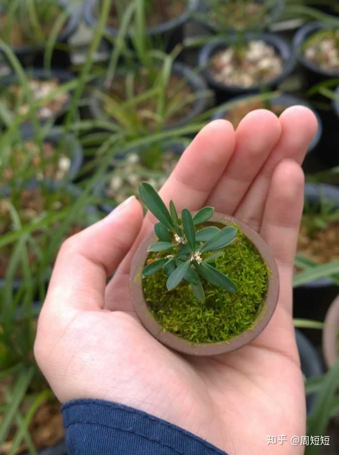 男人喜欢养花草,有没有什么问题?