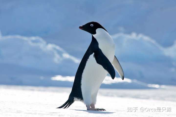 普通人怎样能够到达南极,并带一只企鹅回来?