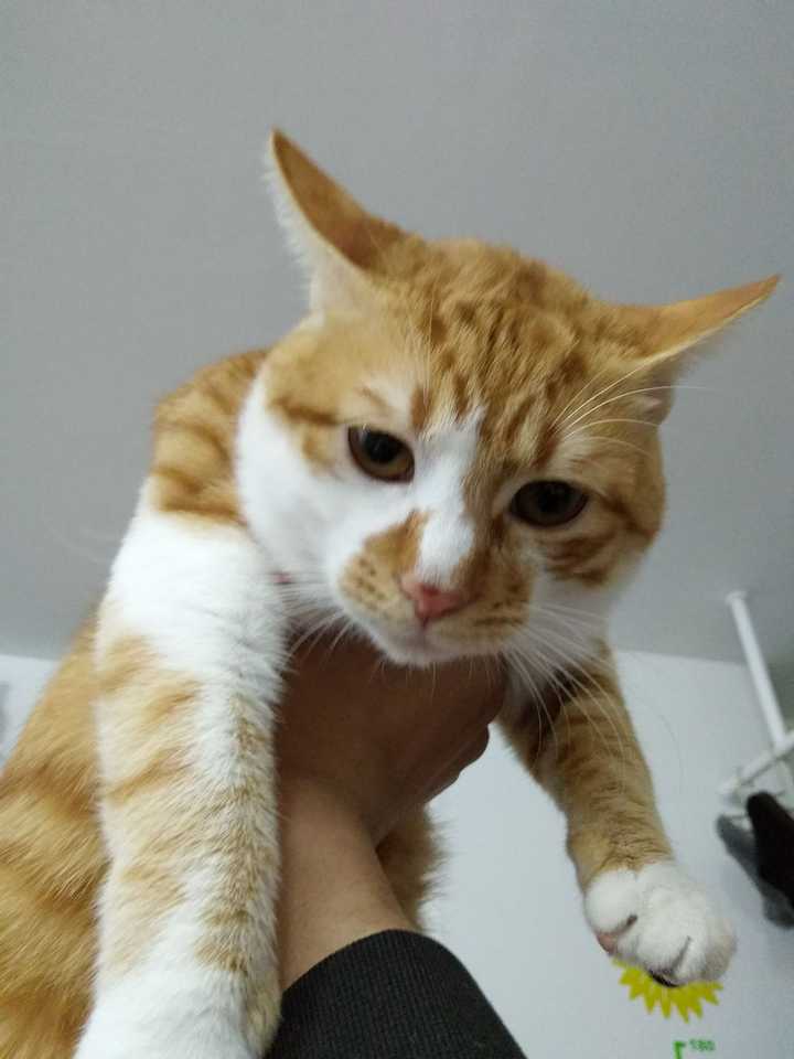怎样才可以有一只橘猫?
