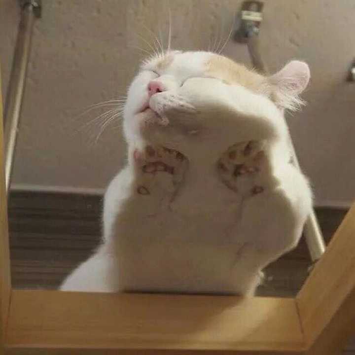 有哪些好看的猫咪壁纸或头像?