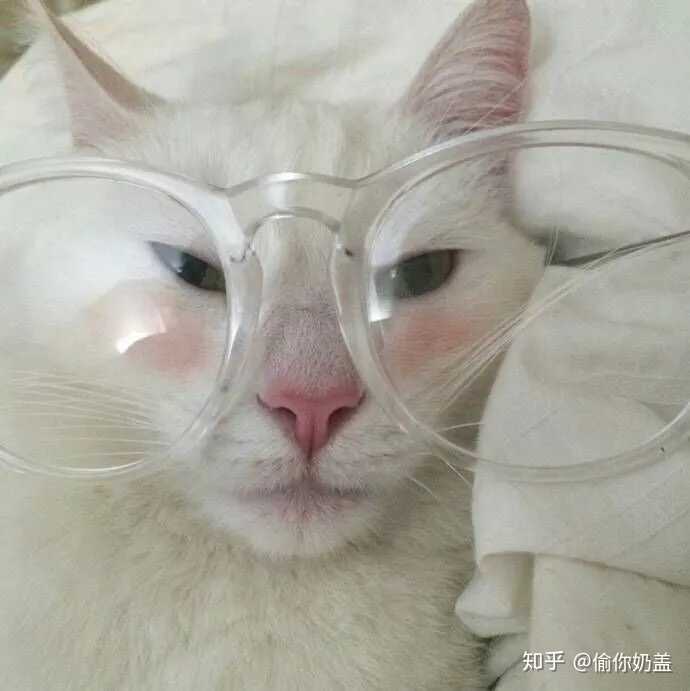 有哪些少女心的猫咪头像?