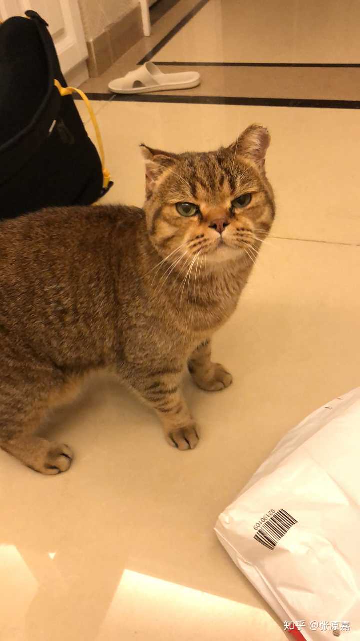 狸花猫可以漂亮到什么程度?