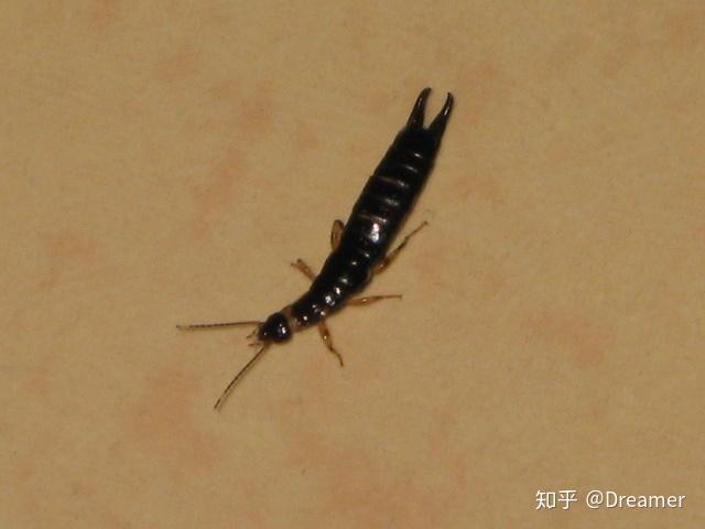这是什么小小黑虫?