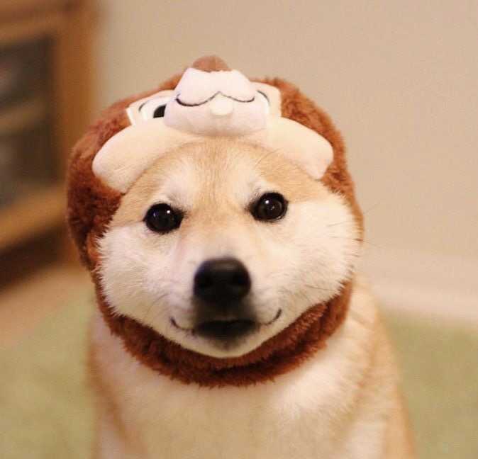 有没有什么可爱又略调皮的微信头像?