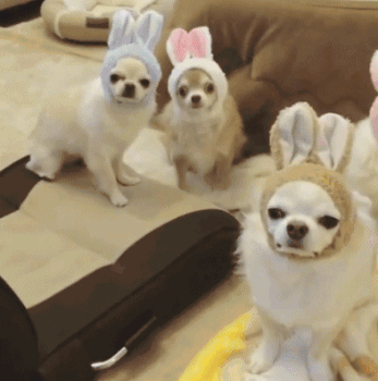 你生平用过最沙雕的表情包是什么