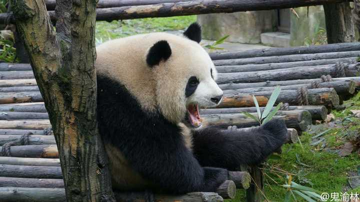 你有哪些熊猫 背影的萌图?