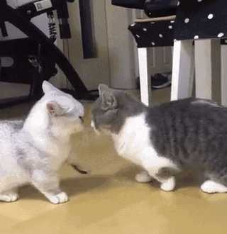 有哪些好看的猫咪动图表情包