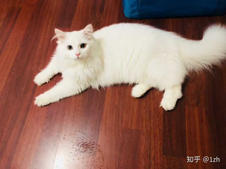 狮子猫为什么被炒到了几千块?