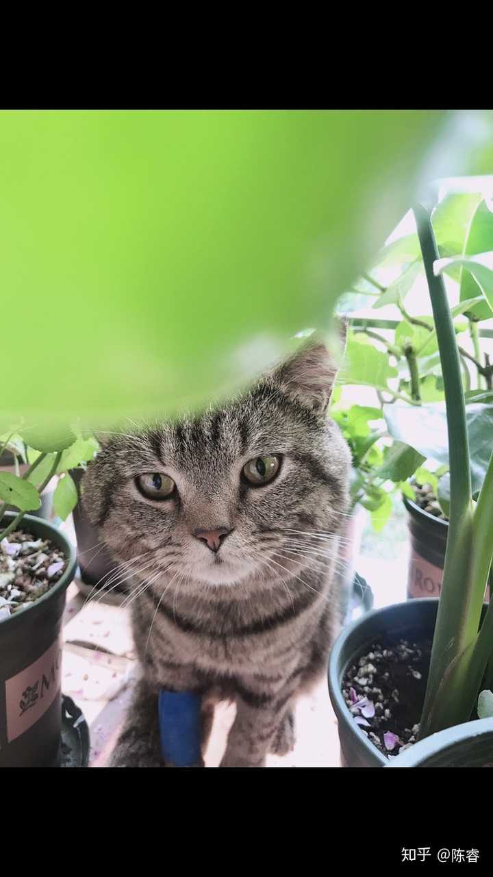 中华狸花猫,260元买的,绝育手术花了400,疫苗300左右,一个月猫砂加