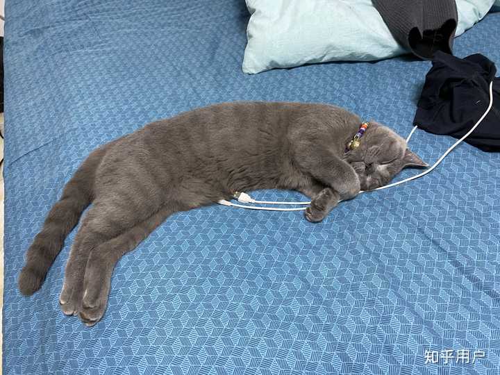 你们的蓝猫全身趴直了睡觉吗?