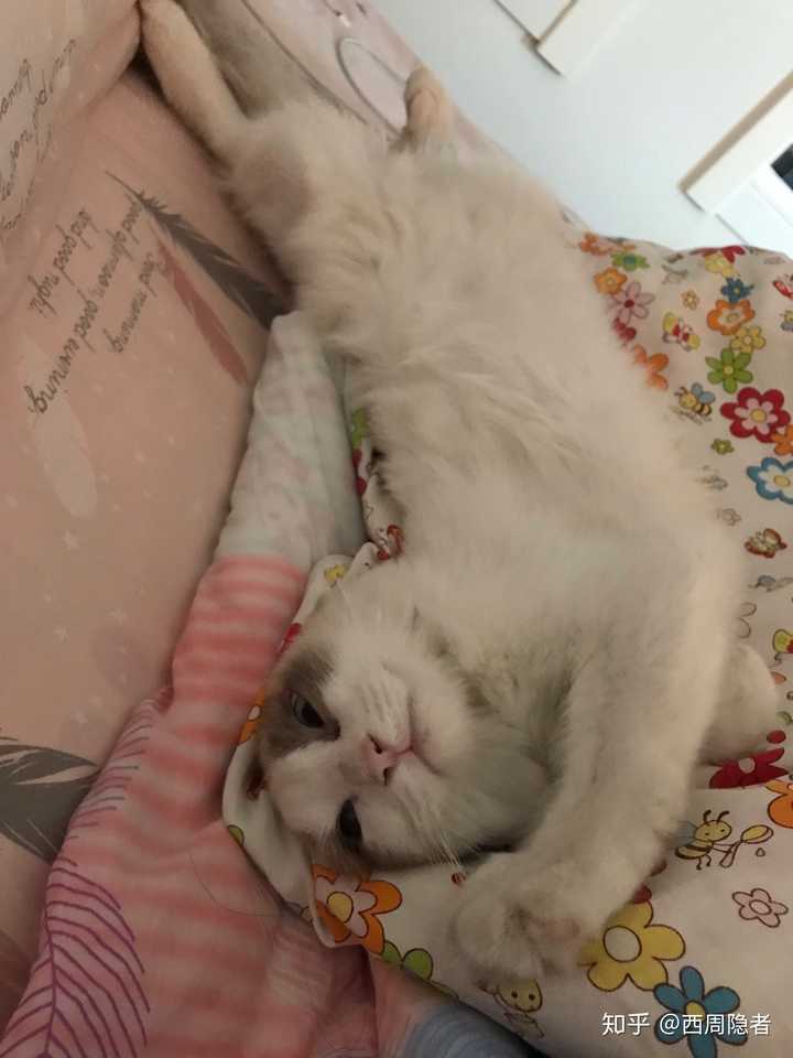 我家猫咪一天几乎不停的踩奶是为什么啊?