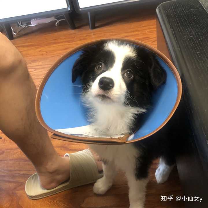 边牧幼犬的价格一般多少呀?