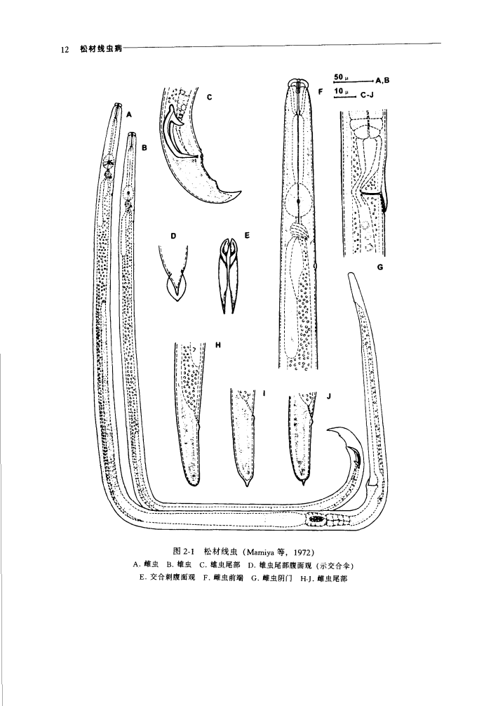 在我国松材线虫分布区中, 其传播媒介均为 松墨天牛( monochamus