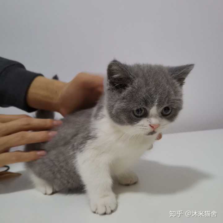 英短蓝白和银渐层养哪个?
