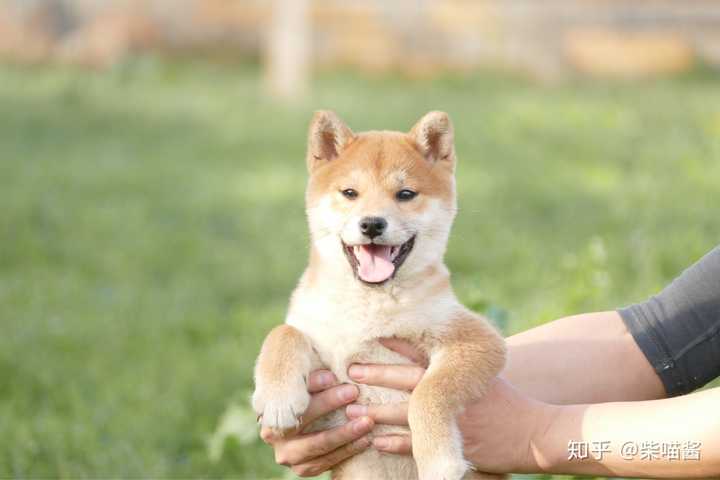 有没有靠谱柴犬犬舍推荐,西安本地的最好?