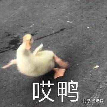 这种小鸭子表情包在哪里找