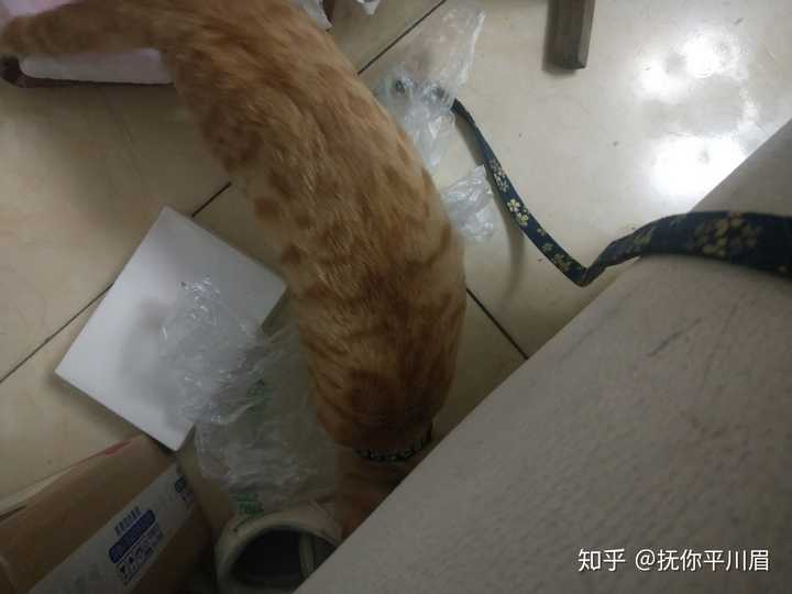 养只橘猪(橘猫)是什么体验?