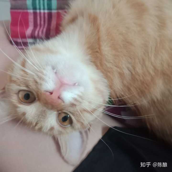 很长一条猫.