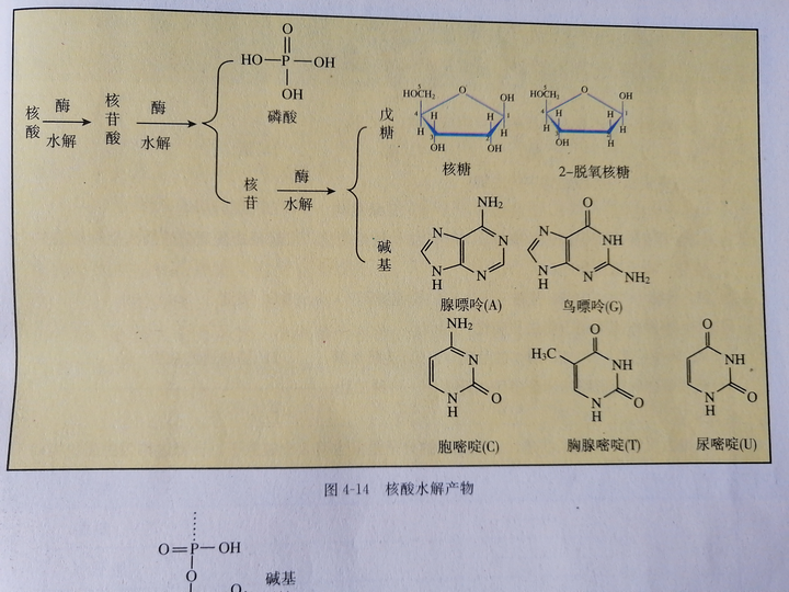 核糖,脱氧核糖,核糖核苷酸,脱氧核糖核苷酸,核糖核酸