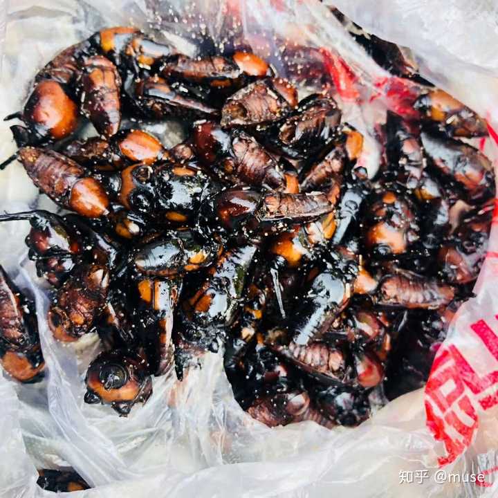 用油炸 把脑袋拔掉 塞盐进身子即食 四川话是  笋子虫还是sheng子虫