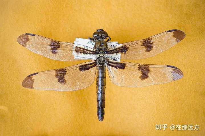 蜻蜓用身体哪个部位来呼吸?