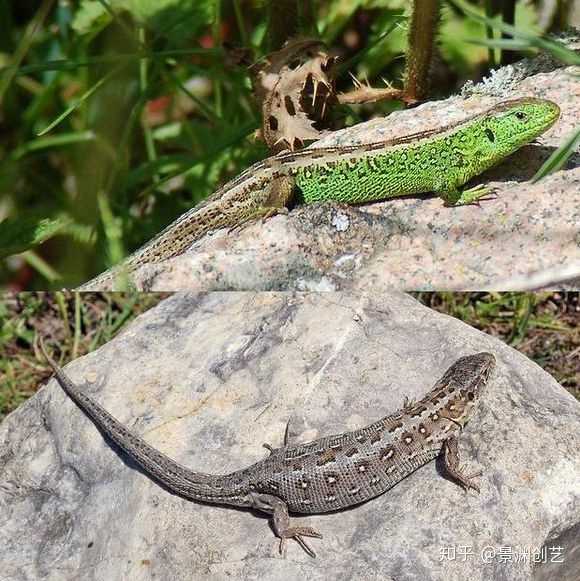 中文正名:捷蜥蜴 学名:lacerta agilis 市场俗称:捷蜥,翡翠蜥(错误)