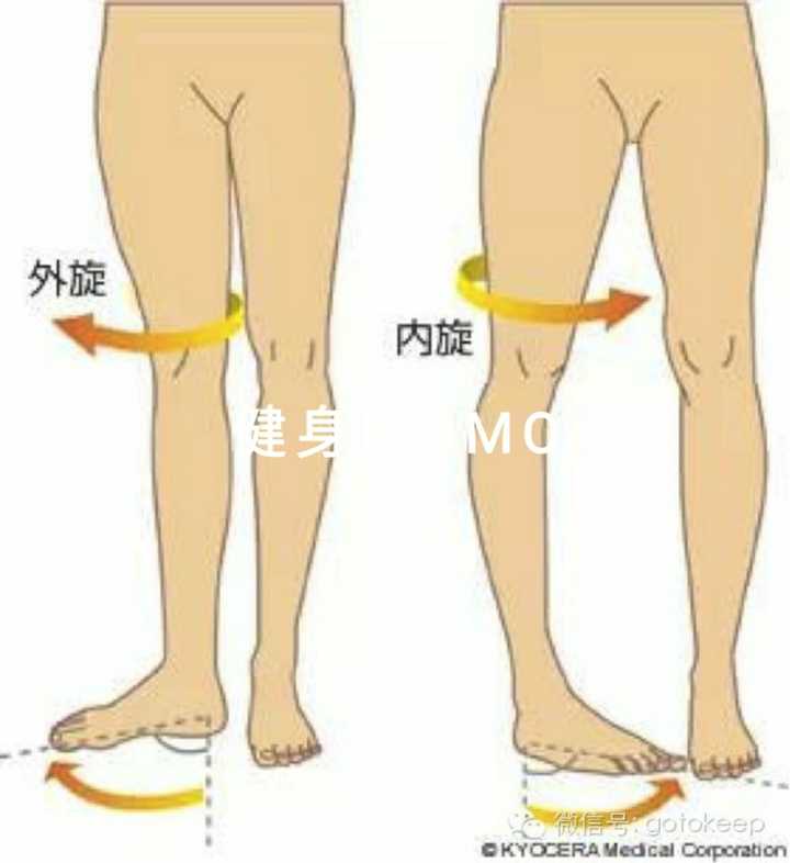 我们先来了解一下我们的髋关节在哪里,臀部的工作都是围绕髋部做运动