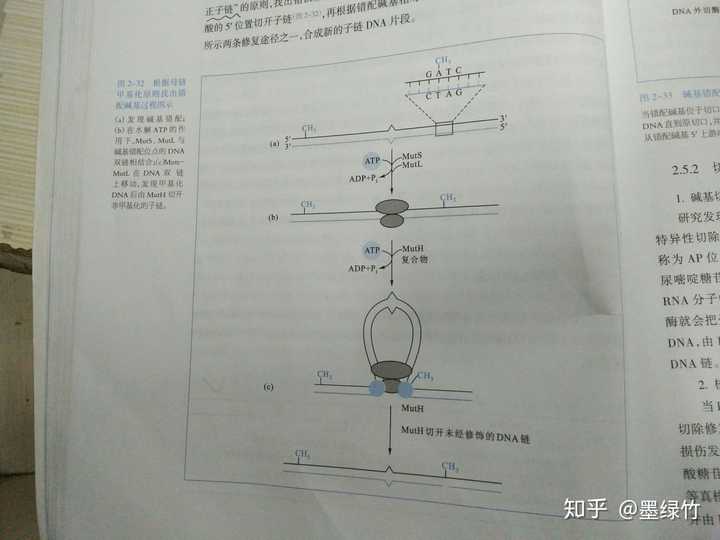 真核生物的dna错配修复中是依靠什么识别的新链和母链