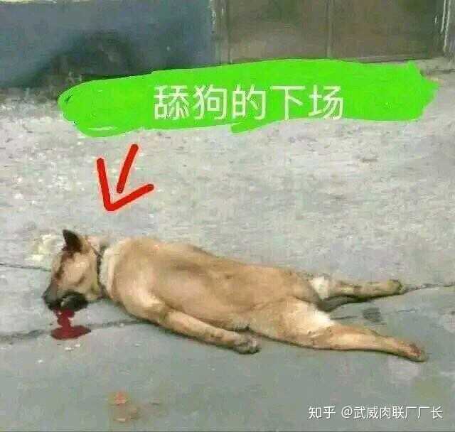 舔狗到最后是应有尽有还是一无所有 知乎