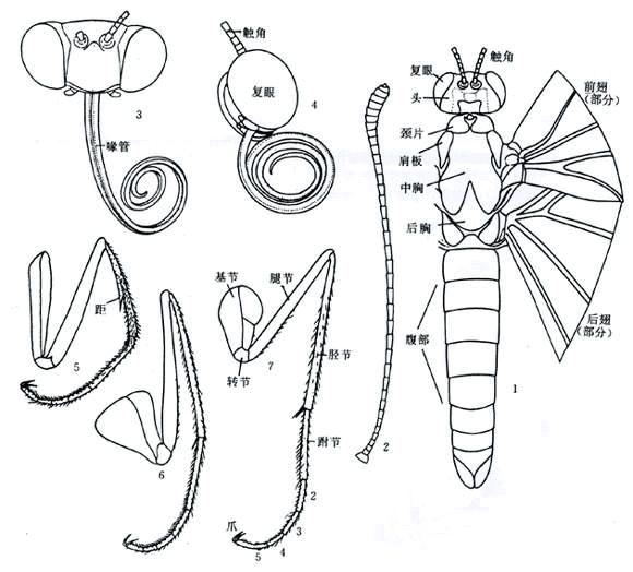 脉(广)翅目是不是现存昆虫中最接近完全变态昆虫祖先的类群?