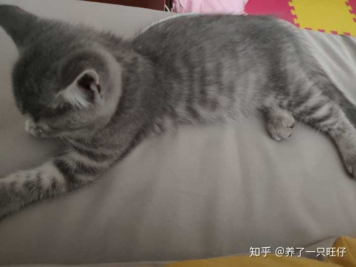 蓝猫和银渐层能配出什么样的小猫?