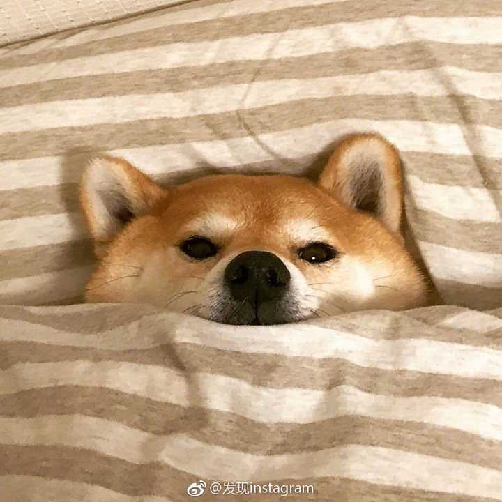有没有一些柴犬或二哈超可爱的壁纸或头像?