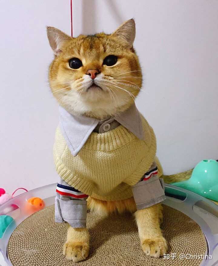 猫咪穿衣服会觉得舒服吗?