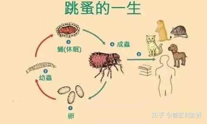 跳蚤生长过程