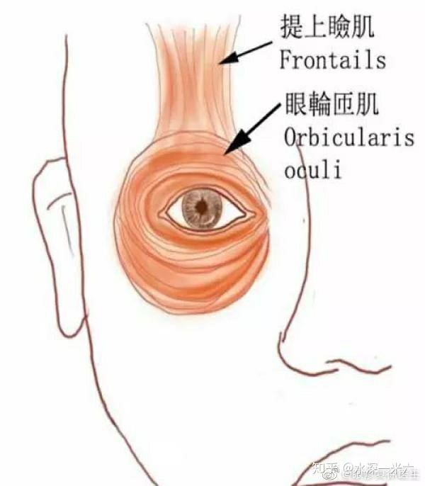 众所周知,眼皮开闭由眼周肌肉控制,眼轮匝肌收缩→闭眼,眼轮匝肌