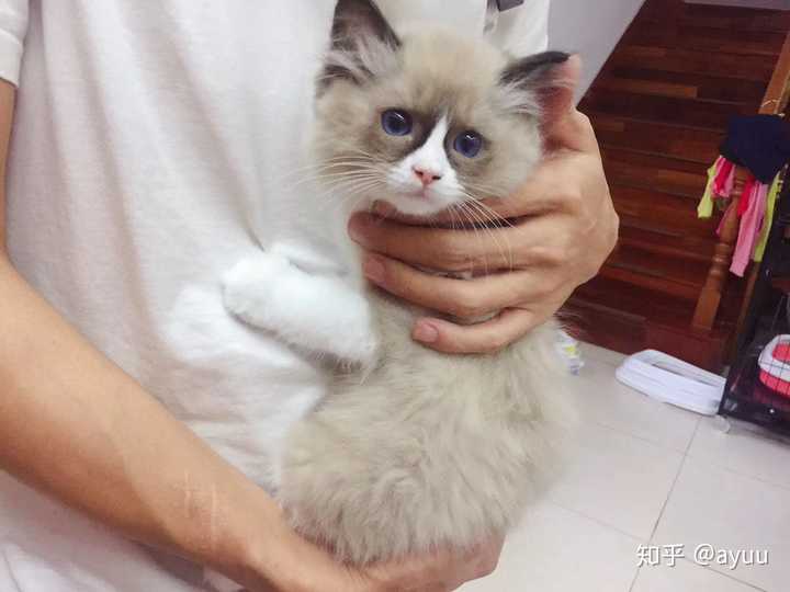 养一只很丑的布偶猫是种什么样的体验?