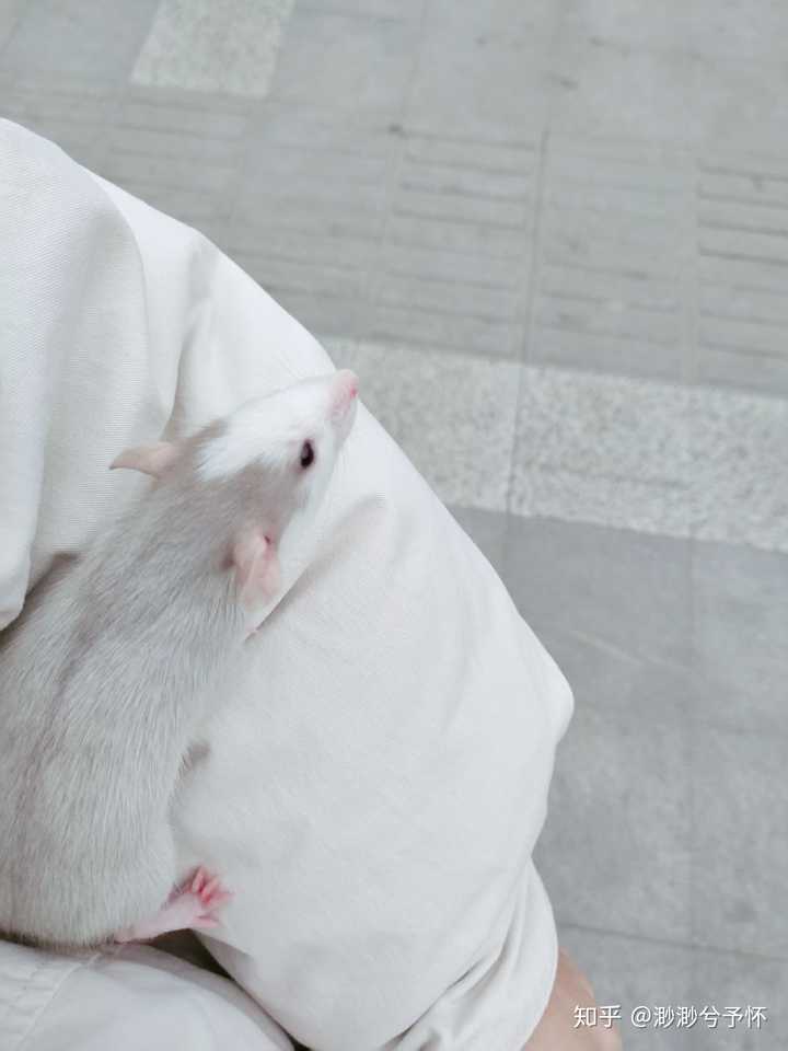 家里养花枝鼠是怎样的体验?