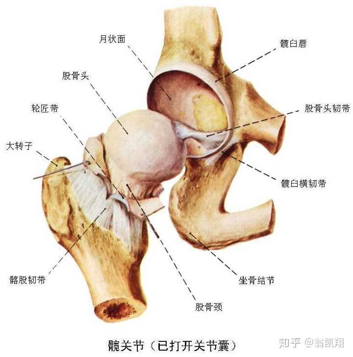 关节(椭圆关节和鞍状关节)以及多轴关节(球窝/杵臼关节和平面关节)