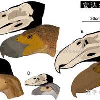图鉴颅骨最为厚重的三种大型骇鸟