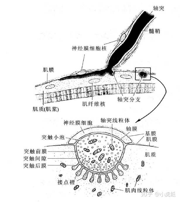 肌肉细胞之间通过"神经肌肉接点"连接(有的资料也叫"神经肌肉接头)