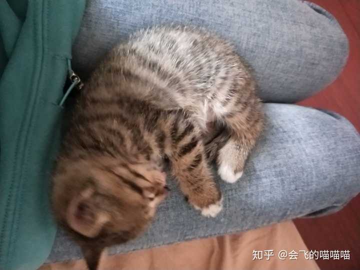 中国狸花猫有什么优缺点呢?