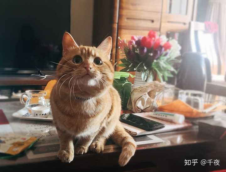 三文鱼不推荐,大多数猫不爱吃.