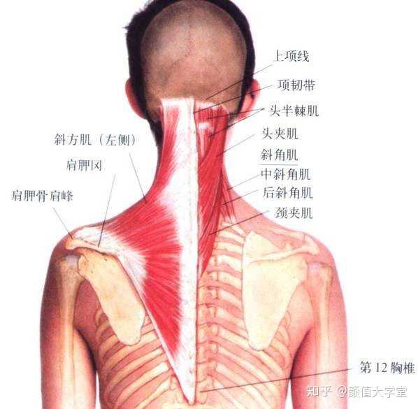 溜肩形成原因主要跟肩部的锁骨和肩胛骨附近的肌肉群无力,不发达有关