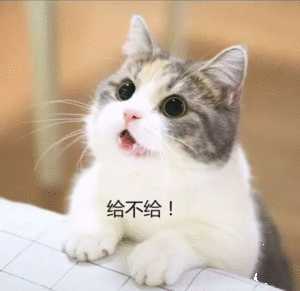 你有哪些珍藏的表情包?