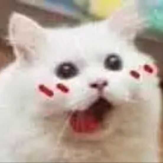 还是表情包,喵咪的红脸蛋超萌(≥ω≤)