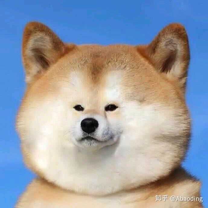 有哪些超级可爱的柴犬的表情包?
